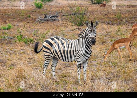 Magnifique zèbre rayé dans la nature lors d'un safari dans le parc national Kruger en Afrique du Sud. Banque D'Images