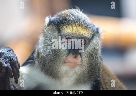 Le singe mona de Campbell (Cercopithecus campbelli), également connu sous le nom de Guenon de Campbell. Banque D'Images