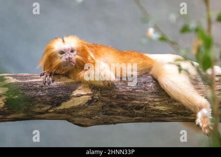 Le tamarin de lion d'or (Leontopithecus rosalia), également connu sous le nom de singe marmoset d'or. Banque D'Images