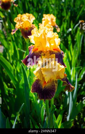Vue macro aérienne d'un groupe de deux fleurs d'iris doré sur fond vert. Concept de fleur. Concept d'arrière-plan Banque D'Images