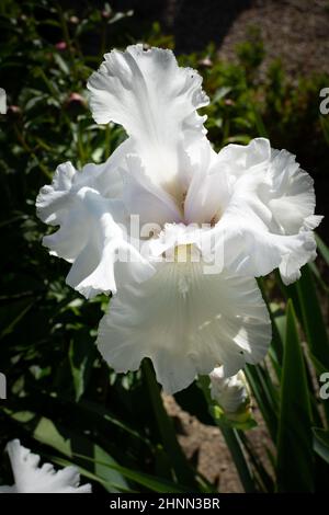 Vue macro aérienne d'une fleur d'iris blanc sur fond vert. Concept de fleur. Concept d'arrière-plan Banque D'Images