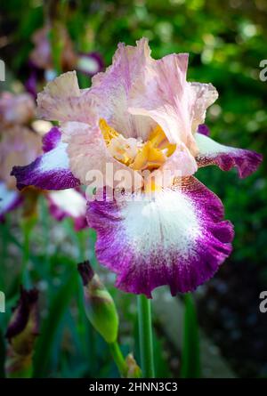 Vue macro aérienne d'une fleur de l'iris rose, violet et blanc sur fond vert. Concept de fleur. Concept d'arrière-plan Banque D'Images