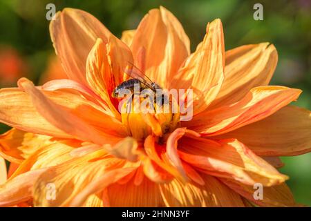 Une abeille pollinisant une fleur de dahlia jaune. Détail dans la vue macro. Banque D'Images