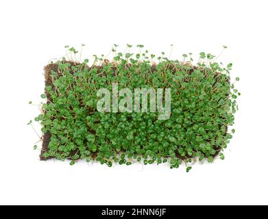 chia pousses avec des feuilles vertes sur fond blanc, microvert. Additif pour salades et boissons, détox Banque D'Images