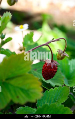 Fruits rouges mûrs de fraise en octobre Banque D'Images