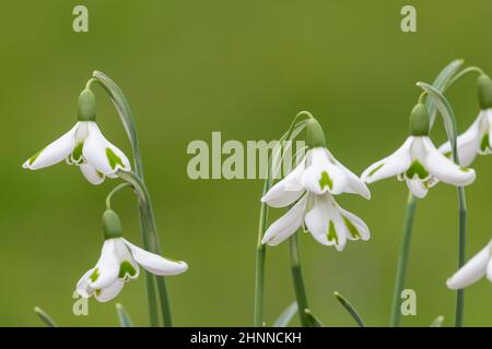 Gros plan de galanthus toure des chutes de neige en fleur Banque D'Images