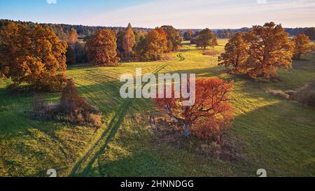 Vue aérienne sur les chênes en automne, ombre sur la prairie.Route de campagne sur les champs verts.Panorama aérien ensoleillé, Biélorussie.Paysage avec chênes-lièges.Beau Banque D'Images