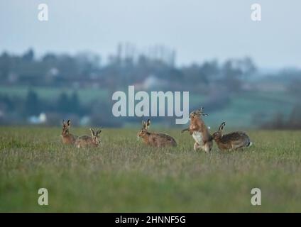 Un gang de cinq lièvres brunes amoristiques, pourchassant et boxant au-dessus d'un fémal. Sur les terres agricoles avec un village en arrière-plan .Suffolk, Royaume-Uni Banque D'Images