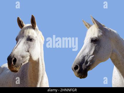 Gros plan de deux têtes de cheval isolées, en regardant dans une direction, avec espace de copie. Portrait contre ciel bleu. Banque D'Images