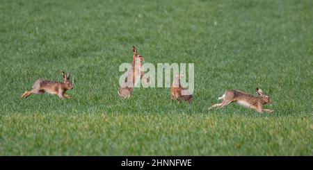 Quatre lièvres brunes, toutes dans des positions différentes , courir, pourchasser , boxe et interagir pour les attentions d'une femelle. Suffolk, Royaume-Uni Banque D'Images