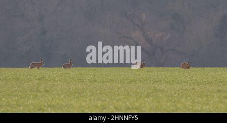 Quatre dans une rangée .quatre lires brunes interagissant dans la saison d'accouplement sur la prairie , sur un fond de bois. Suffolk Banque D'Images