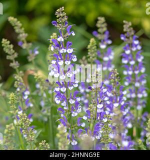 Gros plan d'une fleur bleue et blanche de Salvia farinacea dans un jardin Banque D'Images