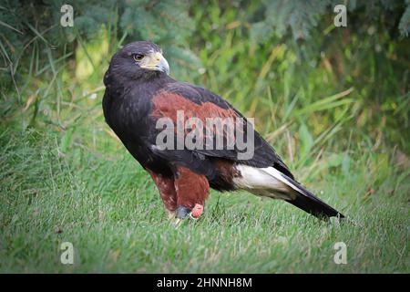 Profil latéral d'un Harris's Hawk sur l'herbe. Banque D'Images