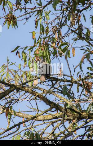 Tourterelle sur les branches d'arbres sous un ciel bleu Banque D'Images