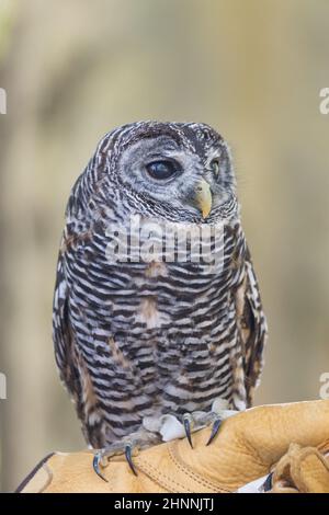 Portrait de la chouette à jambes rufeuses, Strix rufipes. Banque D'Images