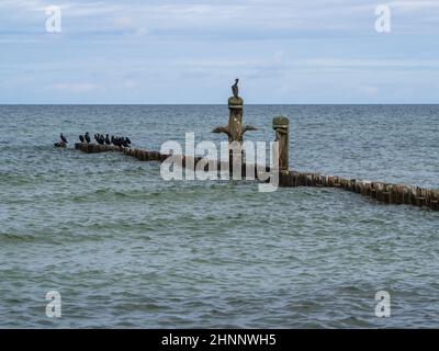 Cormorans assis sur des groynes Banque D'Images