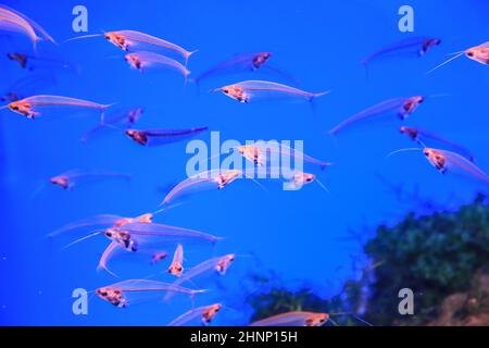 Le poisson-chat en verre flotte sur le fond de corail dans l'eau bleue. Photo de haute qualité Banque D'Images