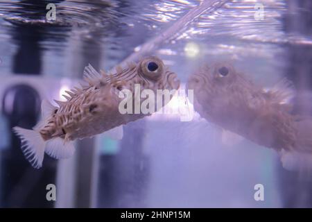 Poissons beige clair avec des épines et de grands yeux nagres près de l'aquarium en verre. Photo de haute qualité Banque D'Images