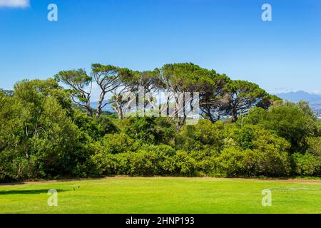 D'énormes arbres sud-africains dans le jardin botanique de Kirstenbosch, le Cap. Banque D'Images