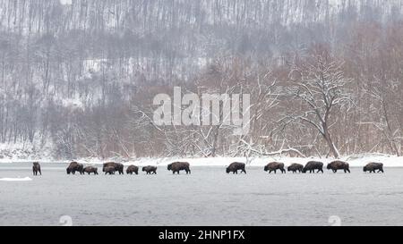 Troupeau de bisons européens, bisons bonasus, traversant la rivière en hiver. De nombreux taureaux sauvages migrent à travers le lac gelé. Bouquet de mammifères cornés wal Banque D'Images