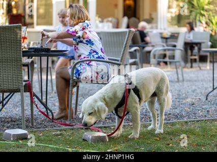 Oreilles de porc grillées dans un restaurant avec un menu pour chiens Banque D'Images