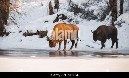 Deux bisons européens, bisons bonasus, traversent la rivière en hiver. Paire de gros taureaux marchant dans un environnement enneigé. Troupeau de puissants mammifères cornés co Banque D'Images