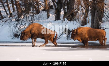 Deux Wisents européens, le bison bonasus, passent à gué dans un lac gelé en hiver. Paire de mammifères cornés traversant la rivière avec du gel. Mammifères de puissance avec fourrure de brousse W Banque D'Images