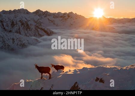 Deux tatra chamois, rupicapra rupicapra tatrica, debout sur les montagnes au lever du soleil. Paire de chèvres sauvages regardant à l'horizon en plein soleil en hiver. Hai Banque D'Images