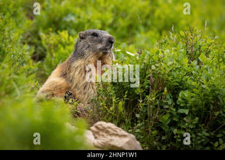 Marmotte alpine d'alerte, marmota marmota, assise en rhododendron en été. Rongeur sauvage regardant dans le Bush dans les montagnes. Mammifère brun à la lumière du vert wilde Banque D'Images