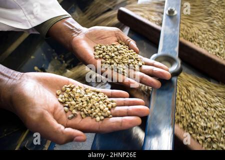 Procédé de sélection de la taille du café à l'usine d'exportation au Kenya Banque D'Images