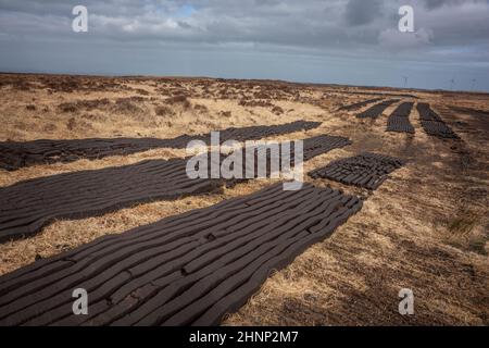 Des parcelles de gazon coupé à la machine sèchent au soleil sur la campagne irlandaise. Banque D'Images