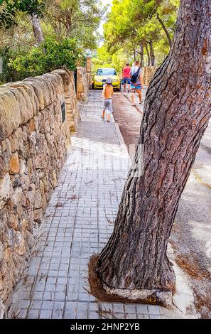 Vieux arbre au bord de la route sur Majorque Espagne. Banque D'Images