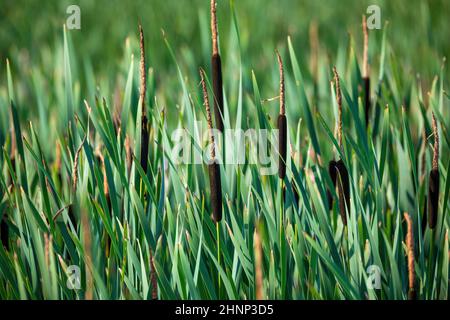 Roseaux à l'étang en été avec Typha angustifolia (également moindre jonc, narrowleaf cattail ou moins reedmace) Banque D'Images