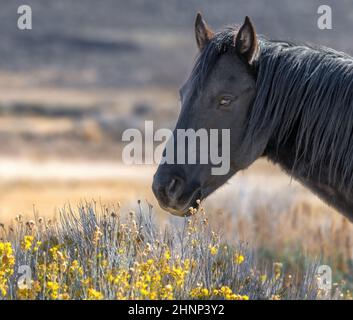 Cheval sauvage dans le désert du Nevada au lever du soleil Banque D'Images