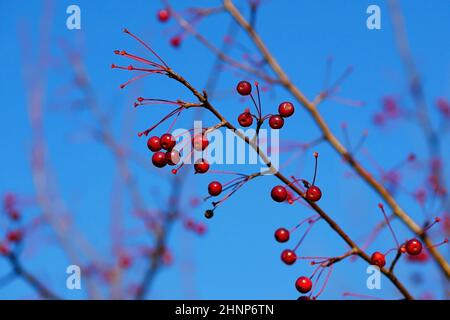Branche avec des pommes paradisiaques sur fond de ciel bleu. Magnifique fond avec les petites pommes mûrissant sur une branche un jour ensoleillé ho Banque D'Images