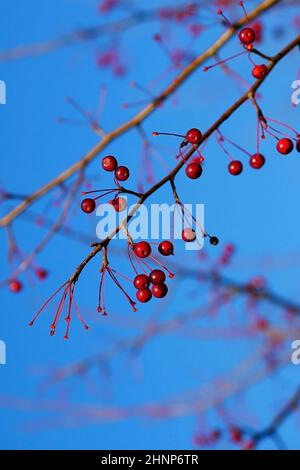 Branche avec des pommes paradisiaques sur fond de ciel bleu. Beau fond avec les petites pommes mûrissant sur une branche un jour ensoleillé. Banque D'Images