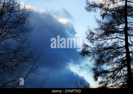 Silhouettes d'arbres sur fond de ciel bleu avec des cumulus. Arrière-plan lumineux avec contrastes, silhouette unique de la cime d'arbre Banque D'Images