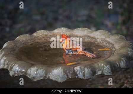 Le Cardinal mâle prend un bain d'hiver dans un bain d'oiseau du nord de la Floride. Banque D'Images