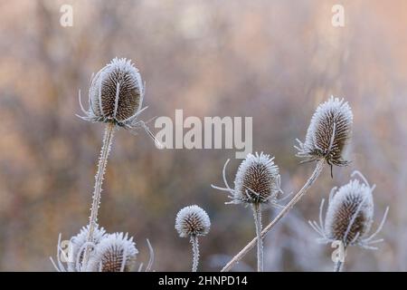 Teasels Dipsacus fullonum recouvert de gel sur fond doux diffusé en hiver à Northamptonshire UK Banque D'Images