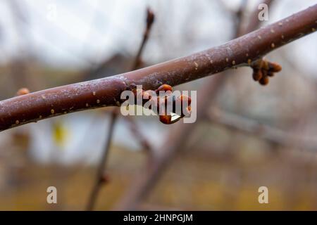 Dewdrop sur les bourgeons de cerise. Temps sombre. Banque D'Images