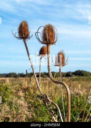 Quatre grandes têtes de petites graines dans un champ et une petite automne bleue Banque D'Images