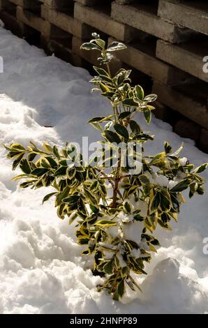 Magnifique buisson Euonymus fortunei ou or émeraude dans un jardin de neige, Sofia, Bulgarie Banque D'Images