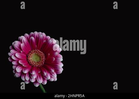 Gerbera rose, fleur simple avec sur fond arrière-plan. Photographie florale. Banque D'Images