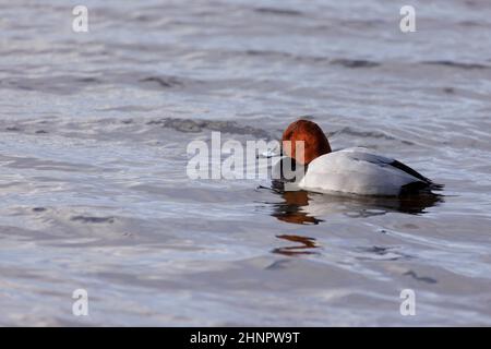 Pochard Aythya ferina seul homme sur l'eau dans Norfolk Angleterre Royaume-Uni Banque D'Images