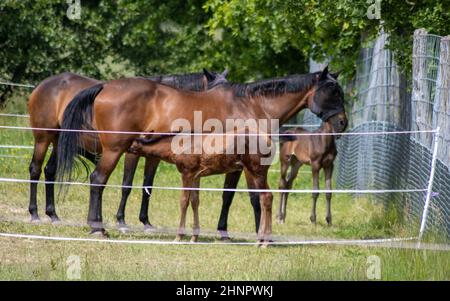 Un troupeau de chevaux Beberbeck (Equus ferus F. Cabalus) Banque D'Images