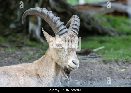 L'Ibex du Caucase de l'Ouest ou Kuban-Tur (Capra caucasica) est une espèce sauvage de chèvre originaire du Caucase de l'Ouest. Banque D'Images