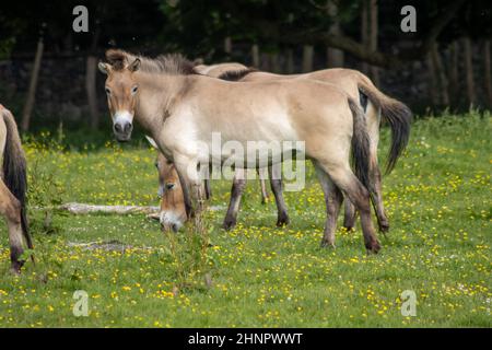 Le cheval de Przewalski, également Takhi, le cheval sauvage asiatique ou mongol appelé, est la seule sous-espèce du cheval sauvage qui a survécu en elle Banque D'Images