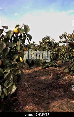 Image verticale d'un champ de ferme dans lequel il y a des arbres fruitiers persimmon en pleine production Banque D'Images