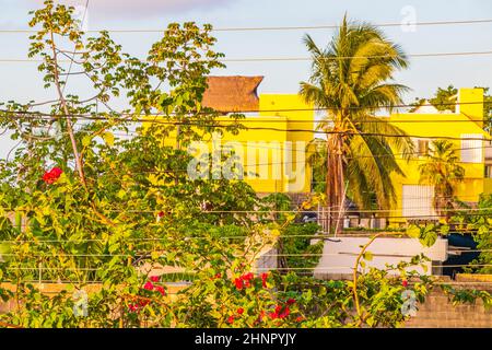 Bougainvilliers fleurs roses avec des palmiers Playa del Carmen Mexique. Banque D'Images