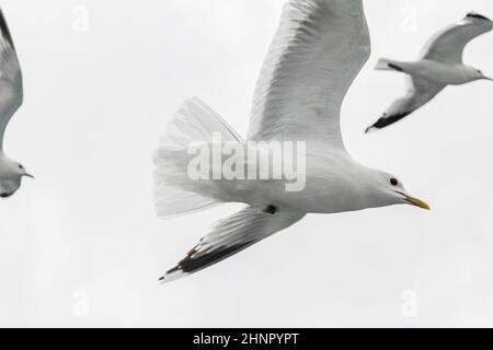 Les mouettes volent à travers les magnifiques paysages de montagne et de fjord d'Aurlandsfjord Sognefjord en Norvège. Banque D'Images